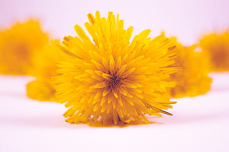 selective focus photography of yellow petaled flower thumbnail