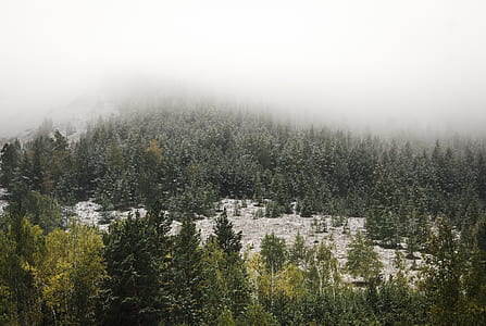 aerial view of forest covered with fog during daytime thumbnail