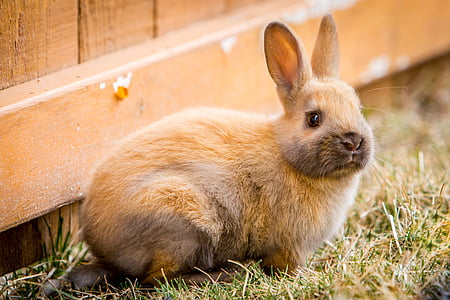 tilt shift lens photography of brown rabbit thumbnail