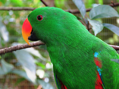 selective focus photo of green and red parrot thumbnail