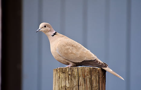 beige and brown short-beaked bird perched on post thumbnail