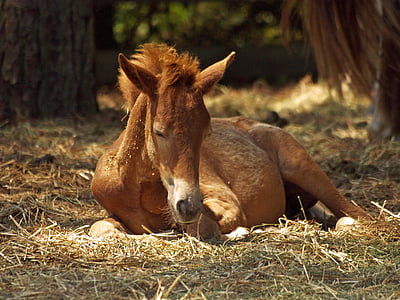 brown horse resting on ground during daytime thumbnail