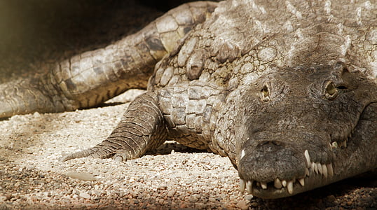 crocodile lying on white sand thumbnail