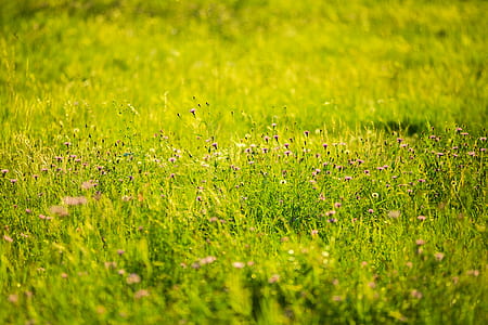 Green Grass Image thumbnail