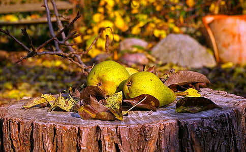 selective focus photo of pier fruits thumbnail