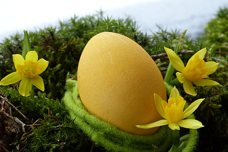 yellow egg beside flowers thumbnail
