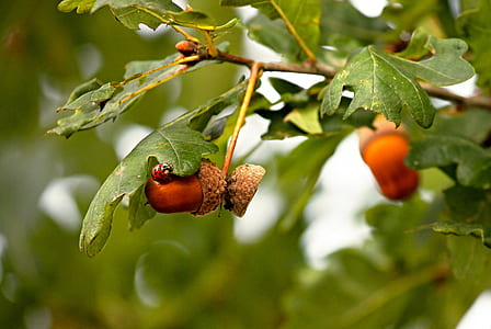 close up photo of ladybug crawling on acorn thumbnail
