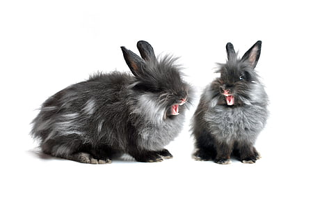 two gray-and-black rabbits thumbnail