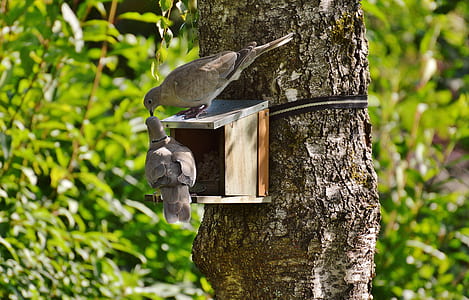 two gray birds on bird house during daytime thumbnail