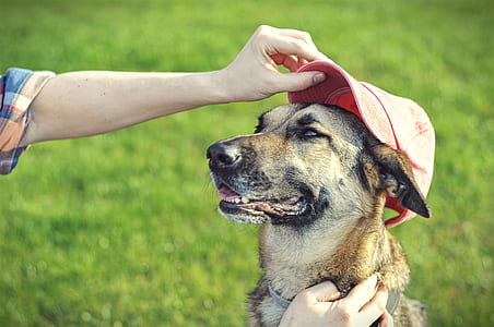 photography of brown dog thumbnail