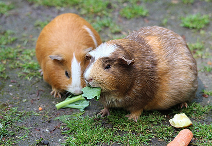 two brown guinea pigs thumbnail