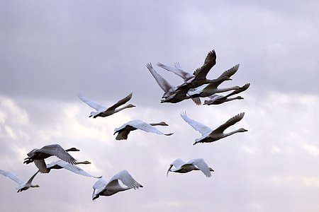 flock of birds flying during day time thumbnail