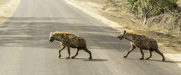 two hyenas crossing road thumbnail