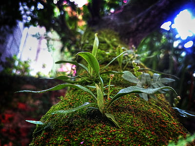 closeup photo of green leafed plant thumbnail