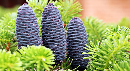 selective focus photo of three blue flowers thumbnail