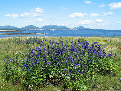 Hills and fields landscape in Acadia National Park, Maine thumbnail
