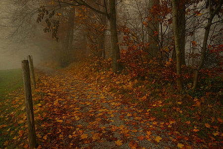 maple tree beside road filled with leaves thumbnail