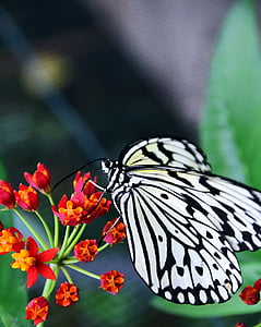 close-up photo of paper kite butterfly on red-and-yellow petaled flowers during daytime thumbnail