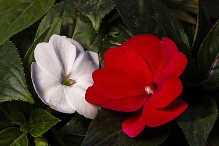 red and white flowers thumbnail