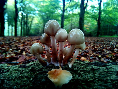 white and brown mushrooms thumbnail