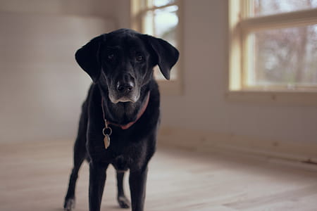 black Labrador retriever standing inside the room thumbnail
