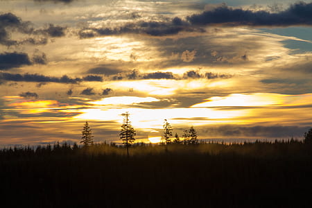 treed and grasses under dark clouds and sunset thumbnail