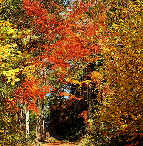 maple trees thumbnail