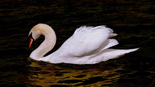 wildlife photography of white swan on body of water thumbnail