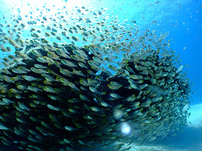 school of gray fish under water thumbnail