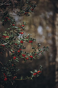 shallow focus photography of red fruits thumbnail