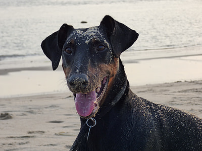 selective focus photo of black and tan Doberman pinscher at the seashore thumbnail