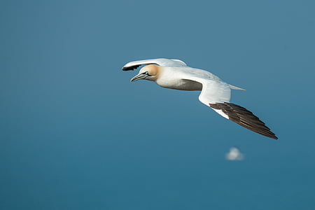 white bird thumbnail
