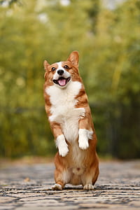 adult white and brown Pembroke Welsh corgi thumbnail