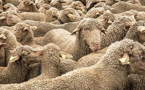 herd of sheep thumbnail