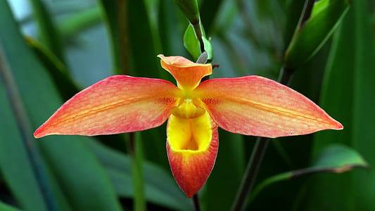 Closeup shot of an organge Phragmipedium Orchid in the orchid house at Duke Farms in New Jersey. thumbnail