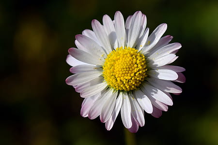 white and pink daisy in shallow photograhy thumbnail