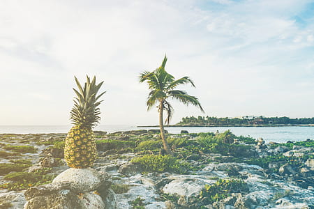 sea, beach, water, ocean thumbnail