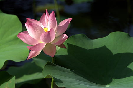 close-up photography of lotus flower at daytime thumbnail