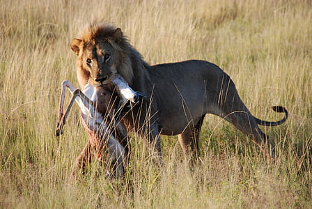 adult brown lion biting a deer on grass field thumbnail