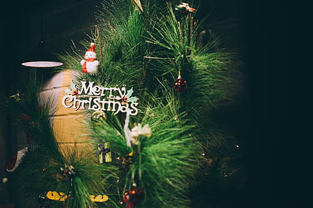 closeup photo of green christmas tree thumbnail