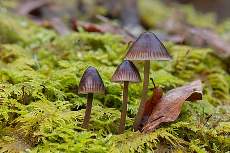 three brown mushrooms beside dried leaf at daytime thumbnail