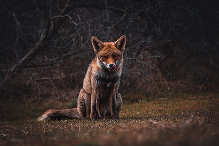fox sitting on grass field thumbnail