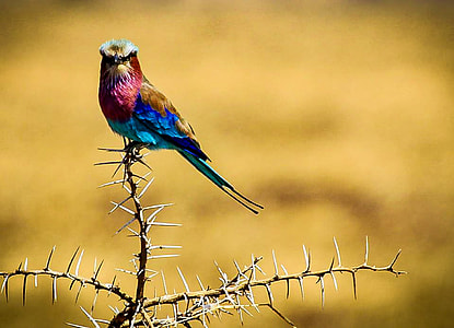 selective focus photo of Indian roller bird perching on branch of tree thumbnail