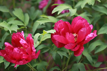 two red flowers thumbnail