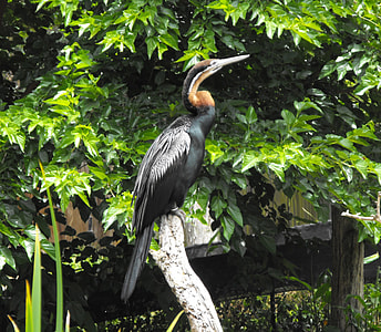  Anhinga -- Anhinga rufa thumbnail