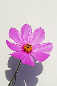 Pink cosmos flower closeup. thumbnail