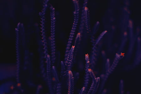 photo of purple petaled flowers thumbnail
