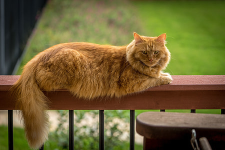 long-coated orange cat on wooden fence thumbnail