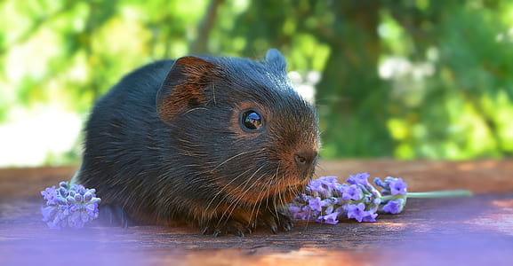 black rodent on hyacinth on board thumbnail