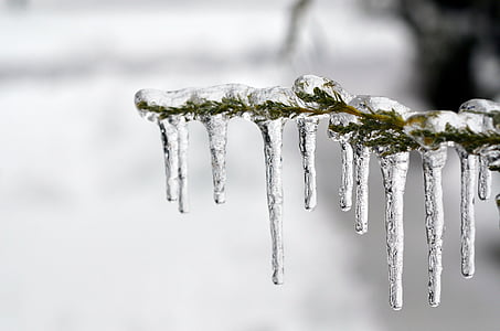 icicles on tree branch in closeup photo thumbnail